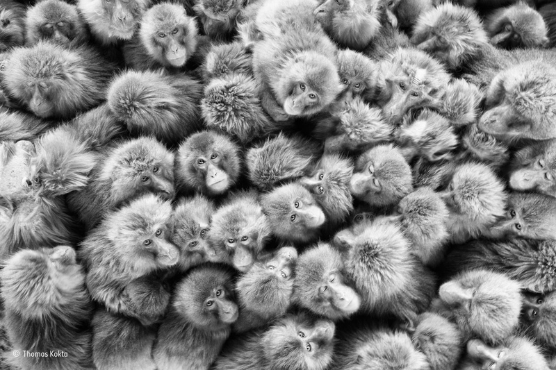 Illustration for article titled Wildlife Photo Contest Shows Nature Can Be Cruel—But Also Kind